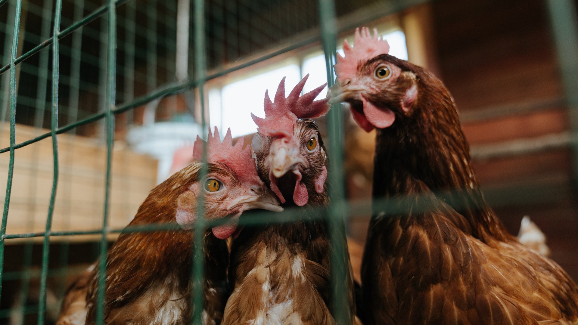 马赛淘汰摩纳哥，凯恩成为关键先生