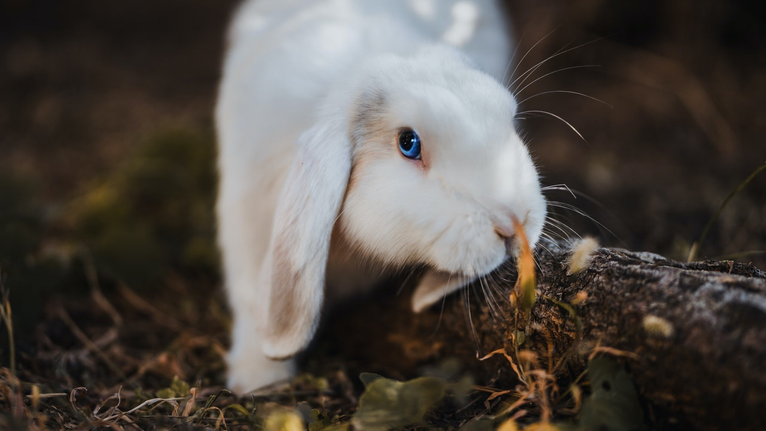 阿克双响炮引爆陶瓷球场，比利亚雷亚尔连续得分强势压制伊朗劲旅